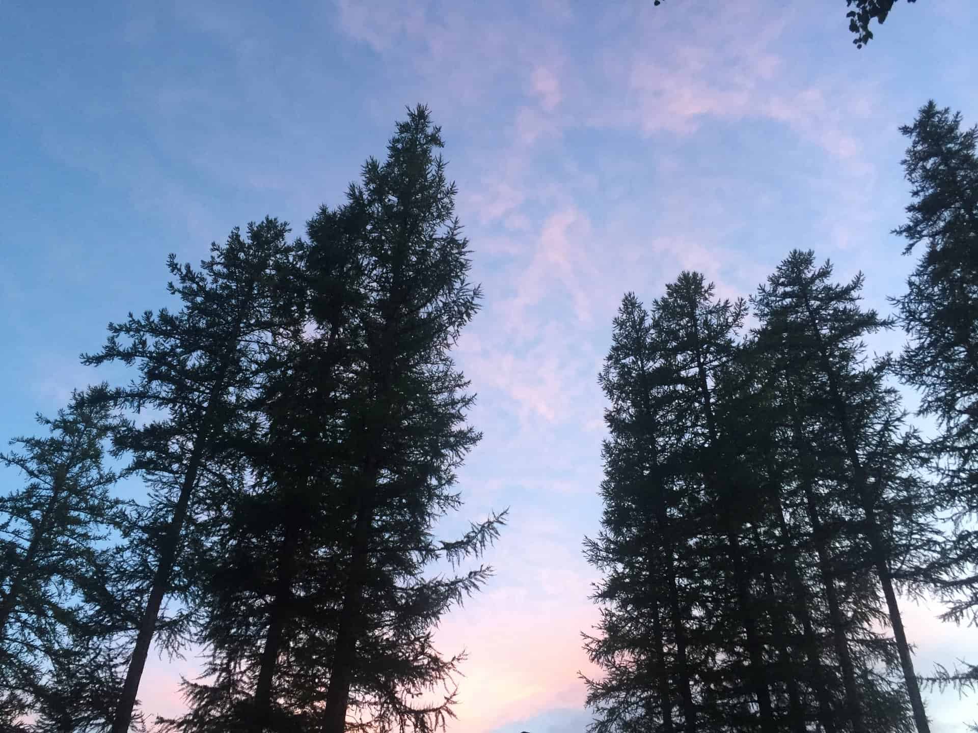 Montana Trees