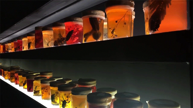 Mason Jars filled with bugs