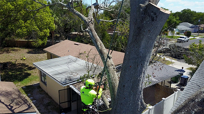 Worker scaling a tree to cut down a branch