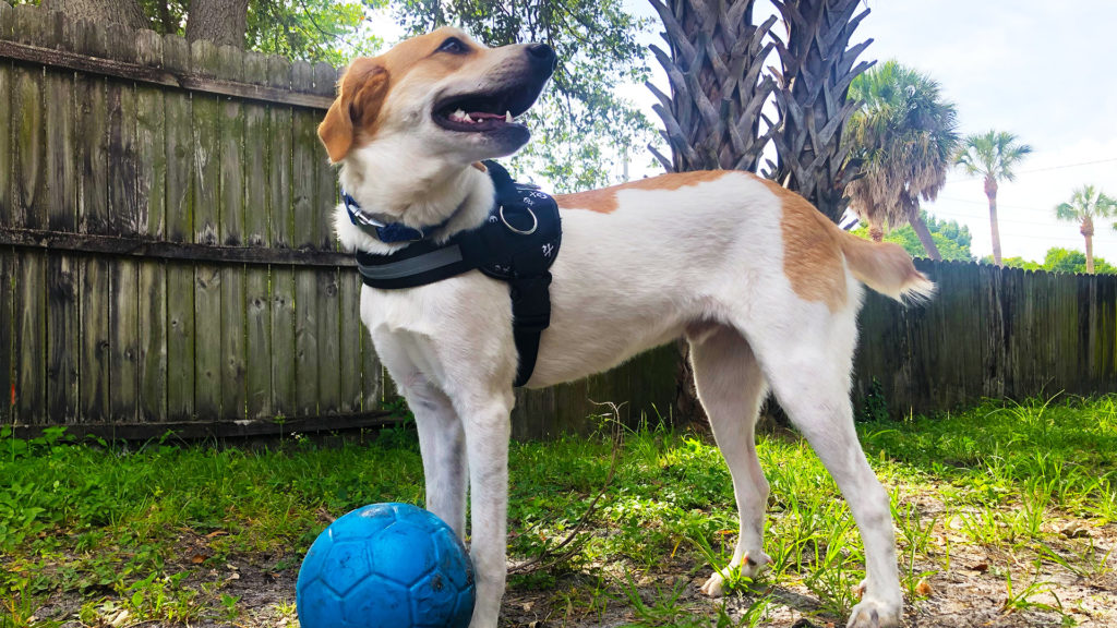 I Love the Burg's pup, Milo, smiling in the backyard with his bright blue Jolly Pet dog soccer ball