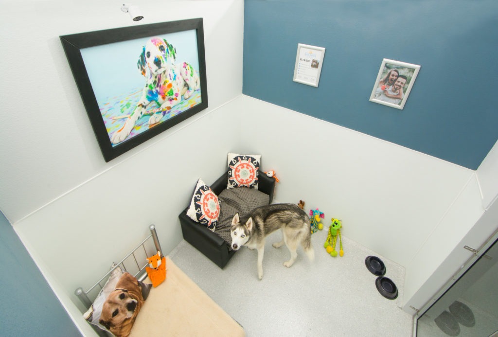 Dog sleeping on a bed inside a private room at a pet resort
