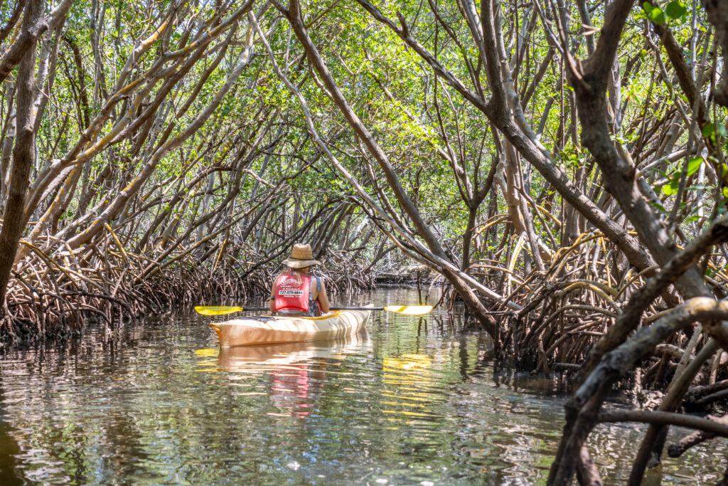 girl paddling through mangroves