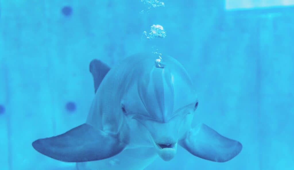 A dolphin at the Clearwater Marine Aquarium