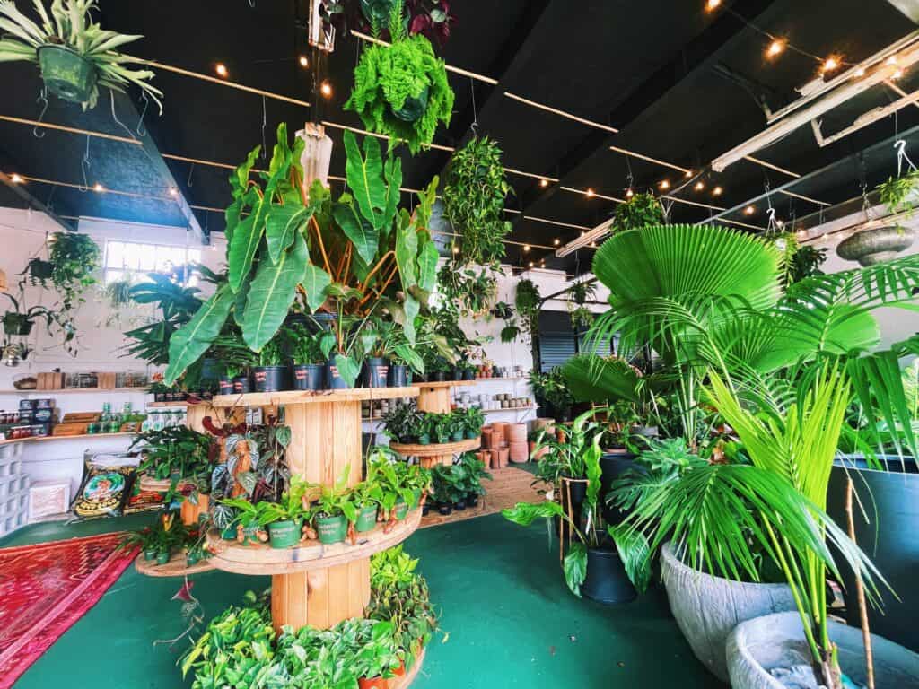 a full and vibrant plant shop