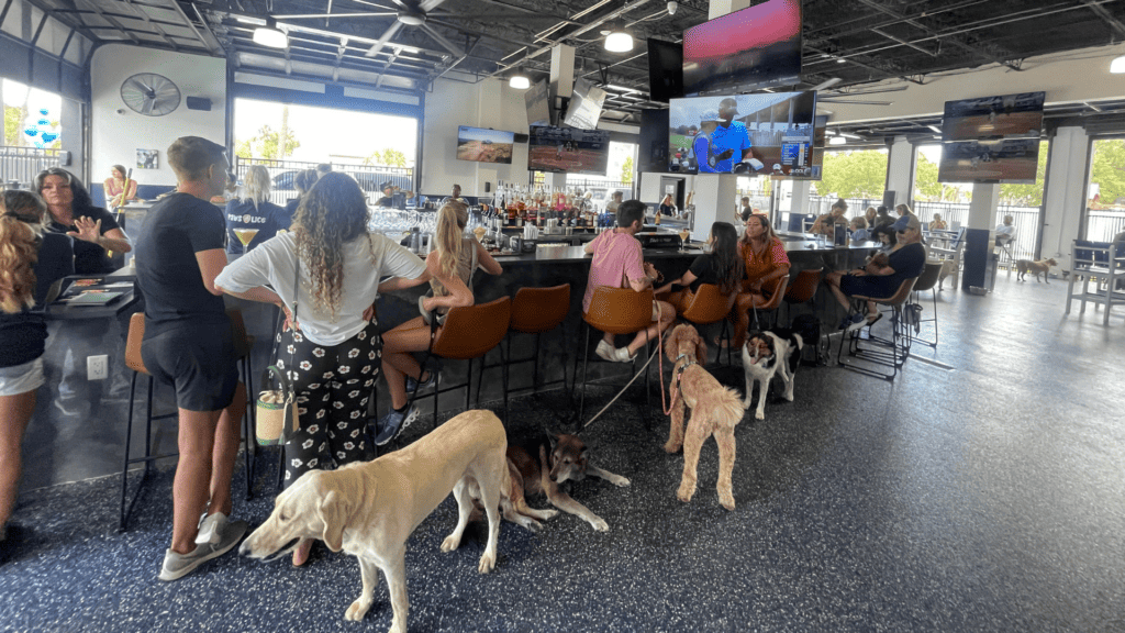 Dogs playing at Mutts & Martinis